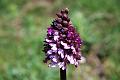 orchis purpurea